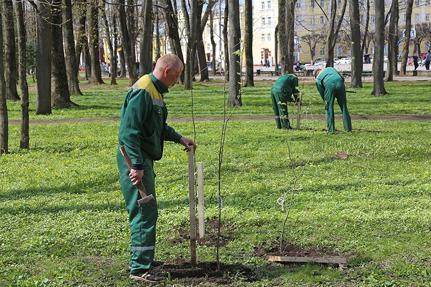 Стоимость Зеленых Насаждений